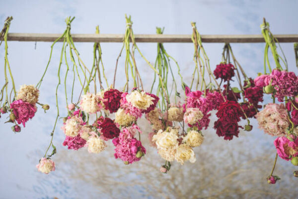 fleurs séchées